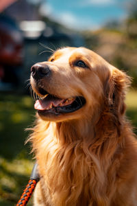 Happy golden retriever dog outdoors