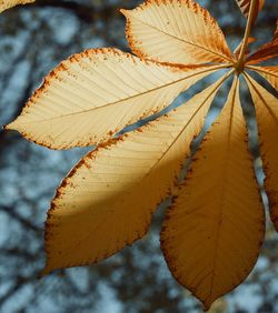 Close-up of autumnal leaves