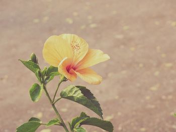 Close-up of flower blooming outdoors