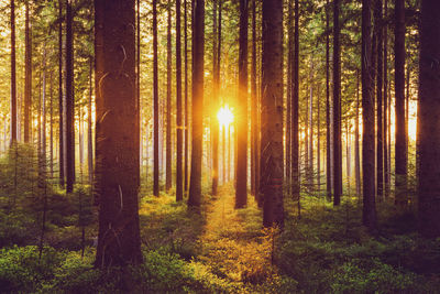 Trees in forest during sunset