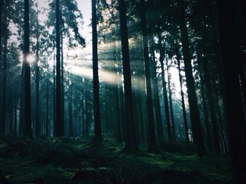 Sunlight streaming through trees in forest
