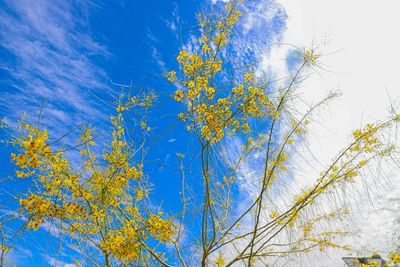 Low angle view of tree against blue sky