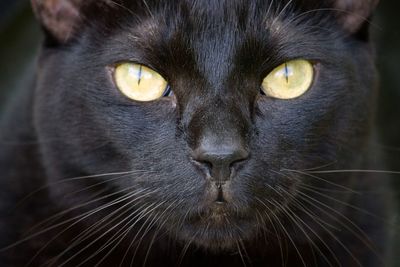 Close-up portrait of black cat