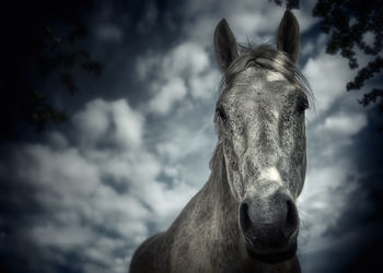 Close-up of a horse against the sky