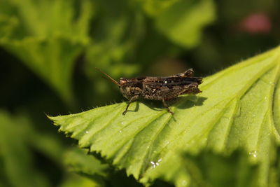 Close-up of insect on plant