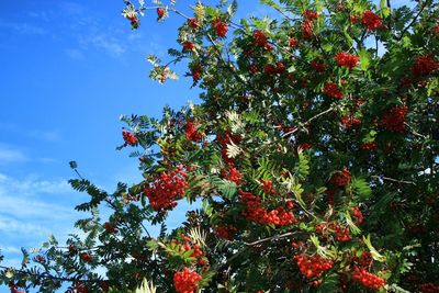 Low angle view of tree against blue sky