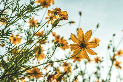 Low angle view of flowering plant against sky