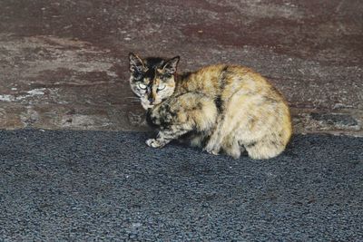 Cat on ground