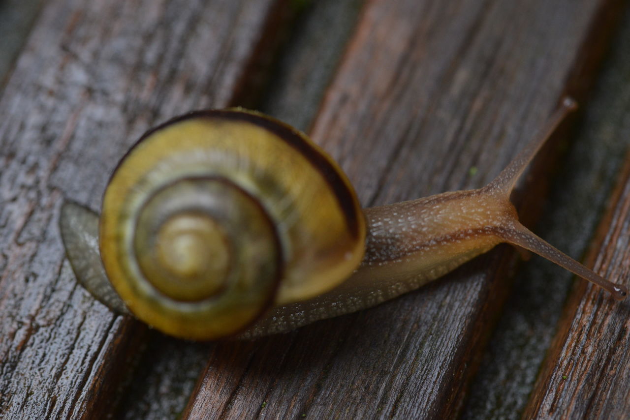 mollusk, gastropod, snail, snails and slugs, animal wildlife, animal, shell, animal themes, animal shell, boredom, wood, close-up, spiral, wildlife, one animal, crawling, no people, macro photography, animal antenna, animal body part, slimy, nature, brown