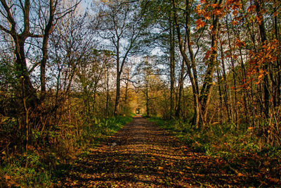 Trees in forest during autumn