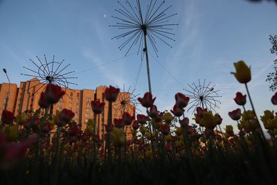 Plants growing on field against sky