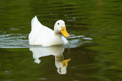 Close-up low level view of aylesbury pekin peking american domestic duck ducks swimming in lake