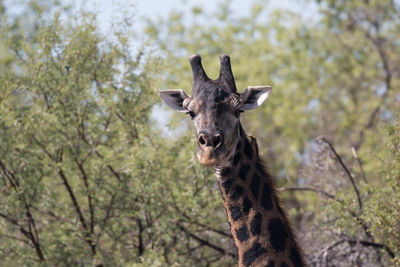 Low angle view of giraffe against trees