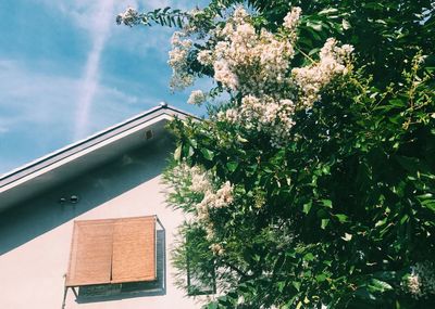 Low angle view of tree against sky