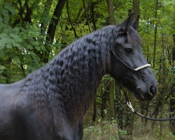 Close-up of horse standing in forest