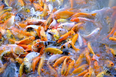 High angle view of koi carps swimming in lake