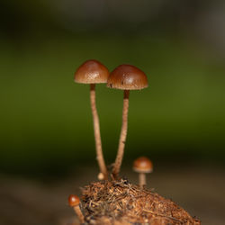 fungus