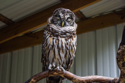 Close-up of owl perching outdoors