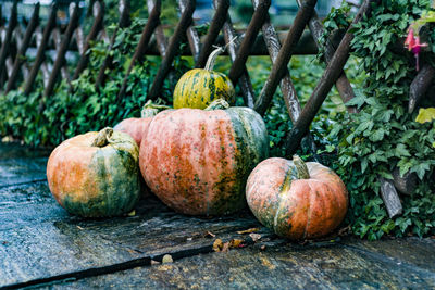 Pumpkins on footpath by fence