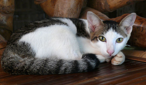 Portrait of cat relaxing at home