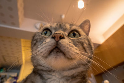 Close-up portrait of a cat