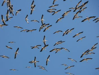 Low angle view of storks flying in clear blue sky