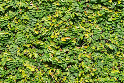 Full frame shot of leaves