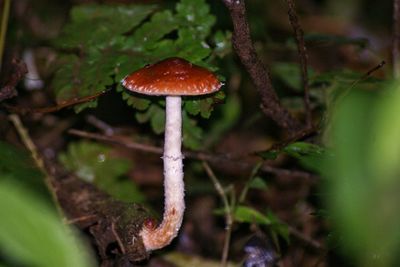 Close-up of plant growing in forest