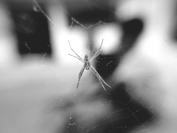Close-up of spider on web