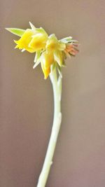 Close-up of yellow flowers