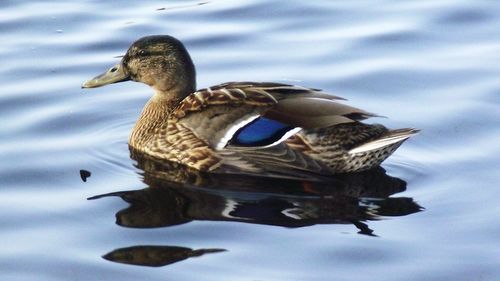 Close-up of duck swimming on lake