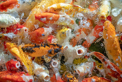 Close-up of fish swimming in sea