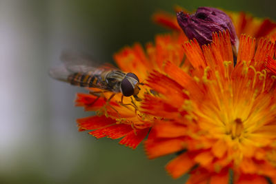 Colours of autumn - hoverfly sitting on flower