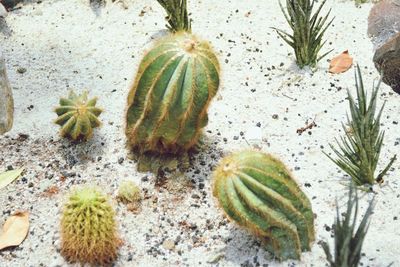 High angle view of succulent plant