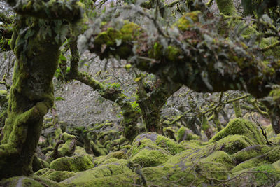 Close-up of tree trunk