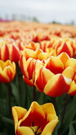 Close-up of yellow flower