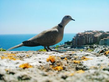 Rocks in sea