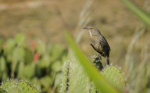 Close-up of bird perching on plant