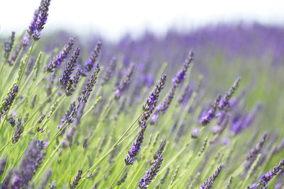 Close-up of purple flowering plant on field