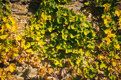 Full frame shot of yellow leaves on field