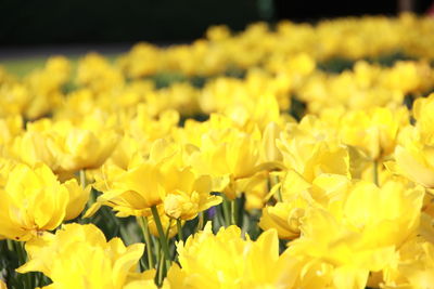 Yellow flowers field. beautiful tulips