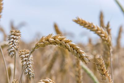 Close-up of wheat growing on field