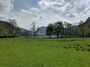 Trees on field against sky