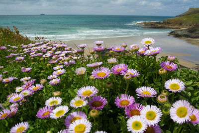 Close-up of pink flowers on beach