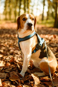 Portrait of dog on ground during autumn