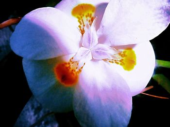 Close-up of flower blooming outdoors