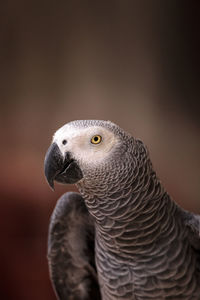 Close-up of parrot