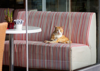 Dog sitting on sofa