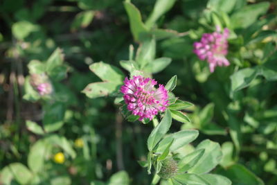 Close-up of pink flowers