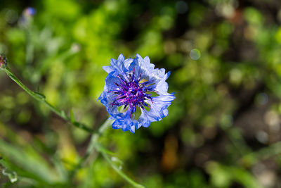 Close-up of purple flowering plant